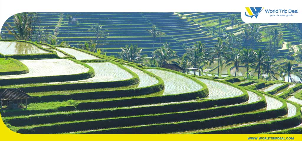 16 witness the rice terraces of jatiluwi – world trip deal