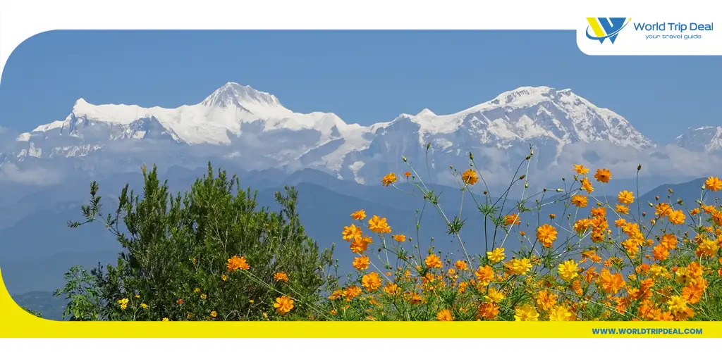 من أفضل اماكن السياحة في نيبال والطبيعة الخلابة زهور صفراء  - ورلد تريب ديل