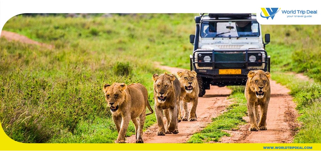 Tourism in kenya - safari 4x4 car lions   - kenya - worldtripdeal