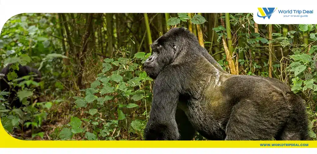 السياحة في اوغندا - غابة بويندي- أوغندا - ورلد تريب ديل