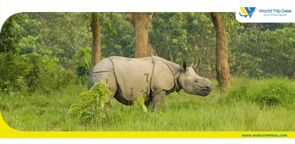 من أفضل اماكن السياحة في نيبال شيتوان - وحيد القرن  - ورلد تريب ديل