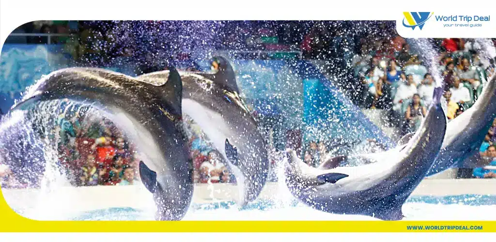 Dubai dolphinarium 1 – world trip deal