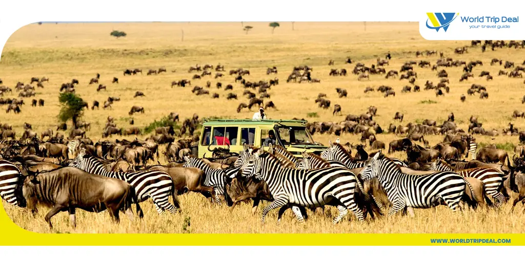 السياحة في تنزانيا - قطيع من الجاموس و الحمار الوحشي سفاري - تنزانيا  - ورلد تريب ديل