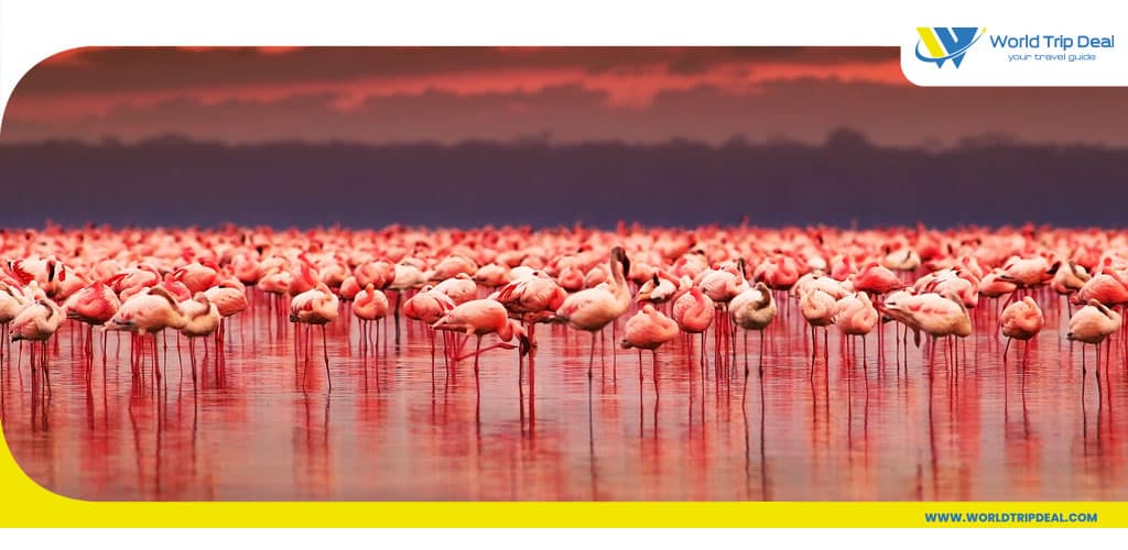 بحيرة ناكورو و طيور النحام و السياحة في كينيا - كينيا - ورلد تريب ديل