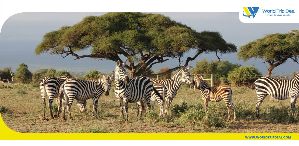ماساي مارا  و السياحة في كينيا - كينيا - ورلد تريب ديل