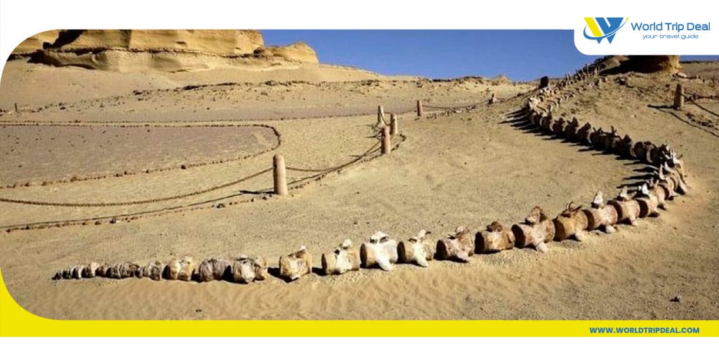 أفضل اماكن سياحية في مصر - محمية وادي الحيتان - مصر - كنوز مصر المخفية - ورلد تريب ديل