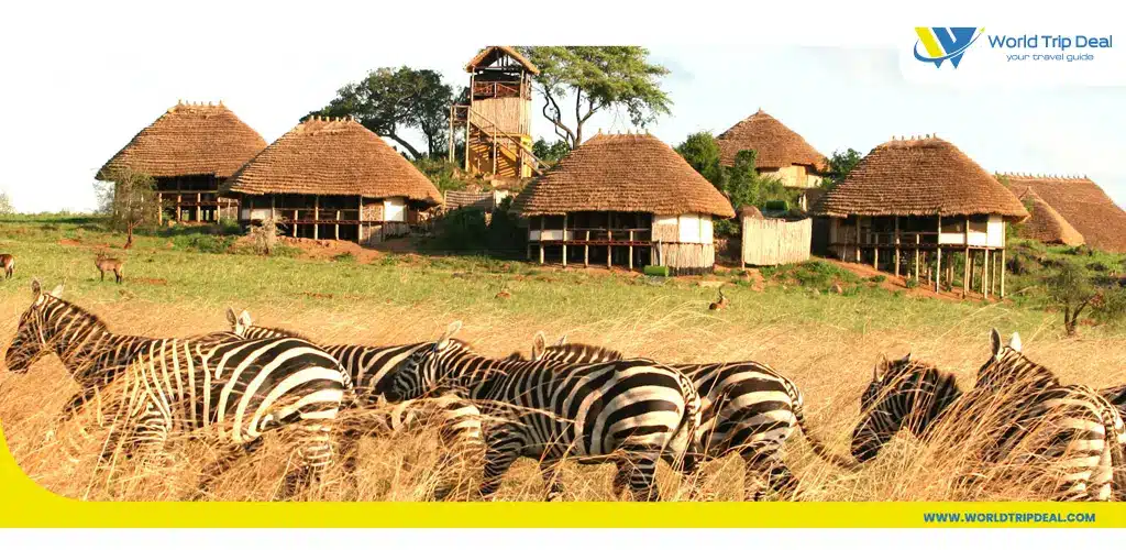 السياحة في اوغندا - قطيع من الحمير الوحشية - أوغندا - ورلد تريب ديل